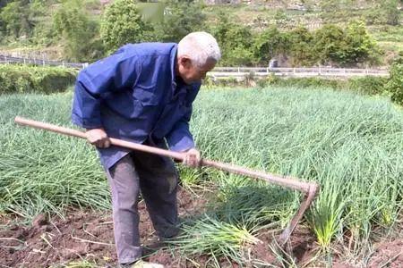 种植一亩地藠头的成本和收益