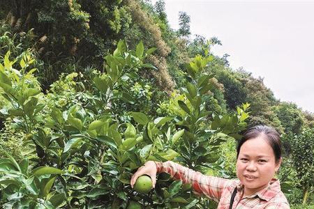 高辣919种植方法