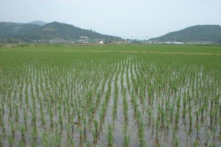 稻田养鱼天干水少鱼要死吗