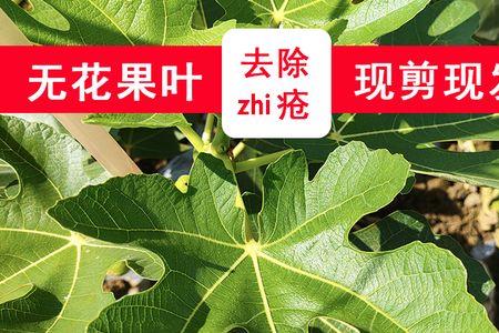 无花果树叶能喂牛吗