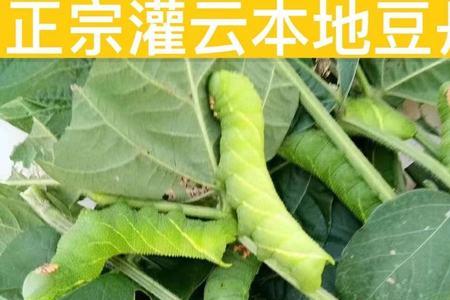 大青虫怎么养