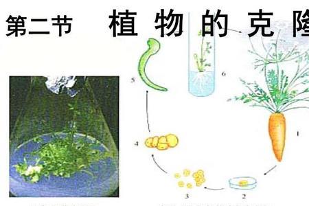 生物中的全能性是什么意思