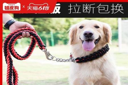 金毛犬什么时候带链子最好