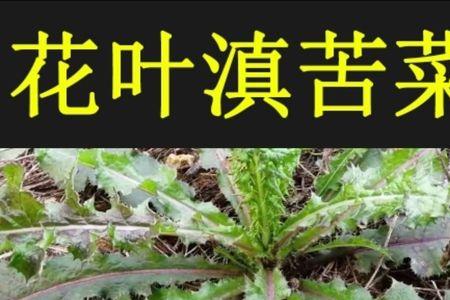 苦菜和青菜是一个菜吗