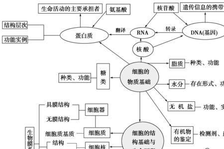 生物体的分子组成包括什么