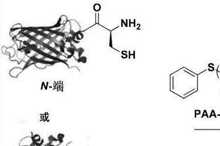 芝麻蛋白氨基酸组成特点