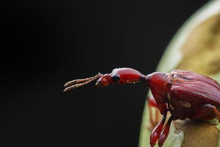 椿象虫最喜欢吃什么