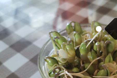 豆芽长大了是什么