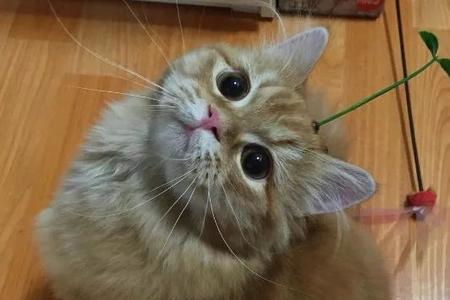 猫吃蝴蝶会怎么样