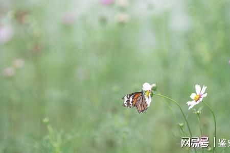 顺其自然怎么回复下一句