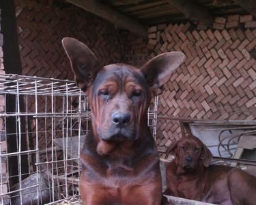 马犬指甲要不要剪