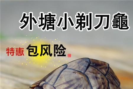 25cm剃刀能深水养吗