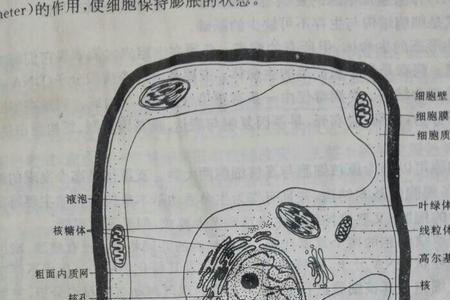 哪些生物有核糖体