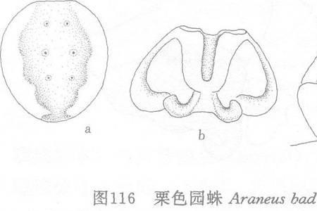 赖赖蛛长什么样