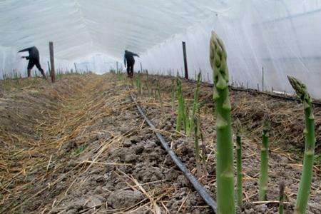 三年芦笋种植方法