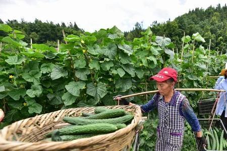 贵州黄瓜种植时间