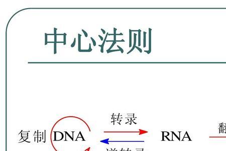 转录的过程