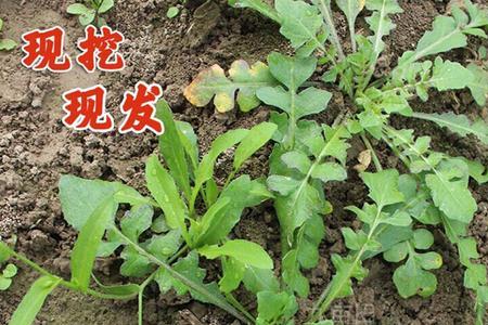 新西兰有野生荠菜吗