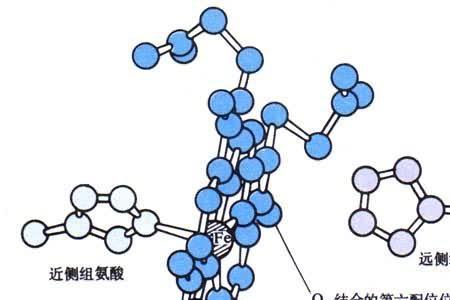 环状肽链的结构特点