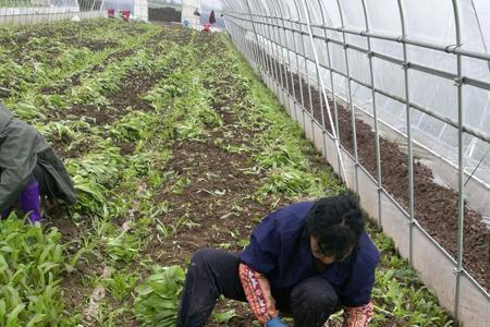 黄心菜多大可以移栽