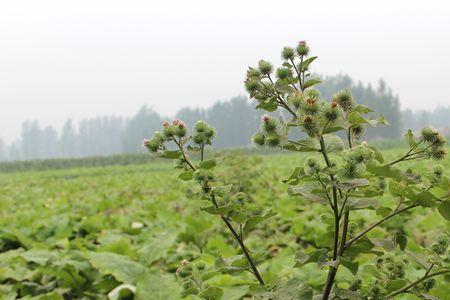 牛蒡采收期在什么时候