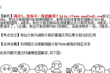 DNA为什么在细胞质中复制