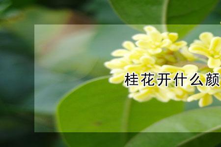 桂花的花朵像什么