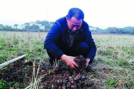 芋子种植全过程