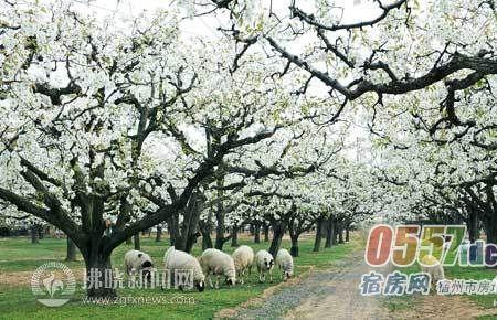 砀山梨花节观赏路线