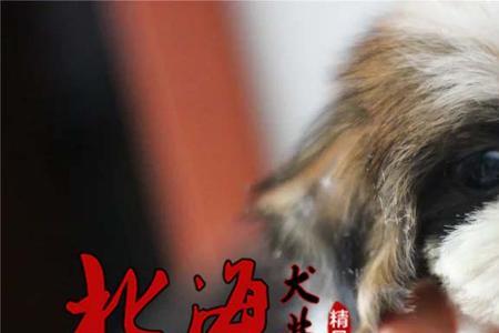 西施犬泰迪犬串聪明么