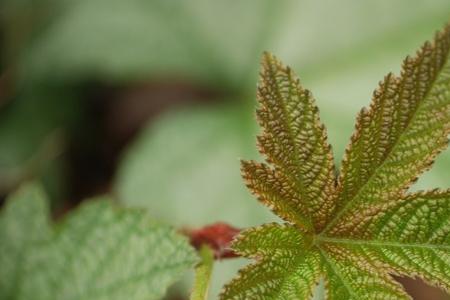 掌状八叶是什么植物