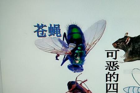 除四害消灭老鼠的药对群类怎样