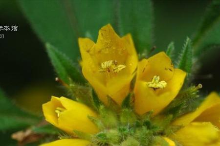 总状花序和复总状花序区别