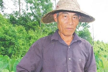 芋头水田种植方法