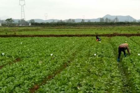 南通地区高产油菜新品种