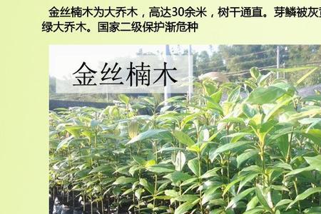 金丝楠木树苗20年可以长多大开花