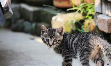 狸花猫的尾巴翘起是什么意思