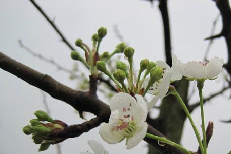 带雨梨花是什么意思