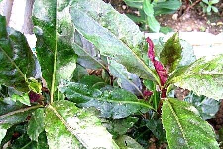 大批量种植血皮菜方法