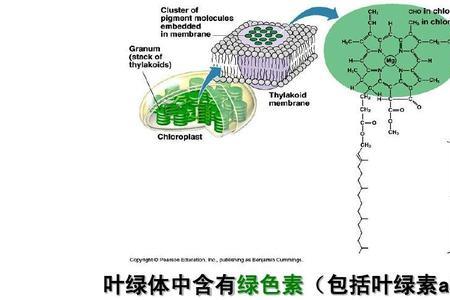 叶绿素a用什么固定