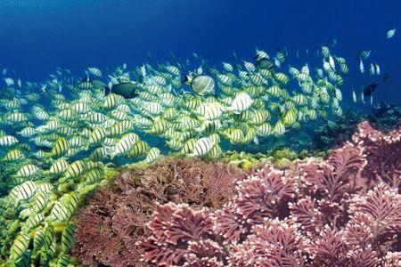 海生藻类植物什么意思