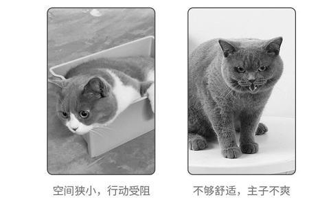 为什么猫屎叫猫砂