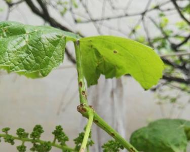 葡萄树长芽苞后多长时间长叶子