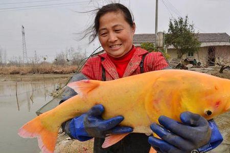 黄色野生胡子鲢鱼是什么颜色