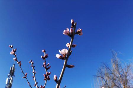 春暖花开奔你而来意思连句