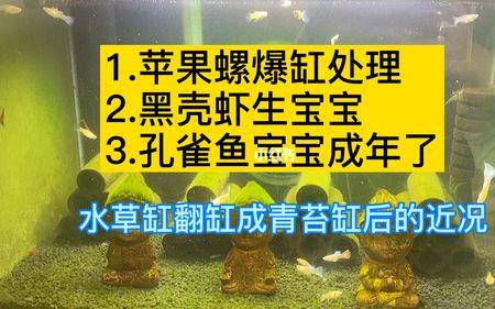 黑壳虾可以和苹果螺混养吗