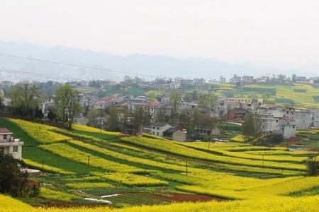 农村丘陵怎样种植油菜