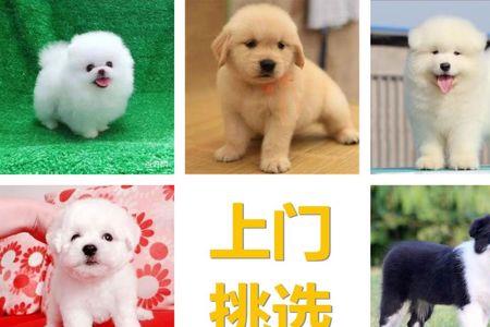 金毛串萨摩耶幼犬会长多大