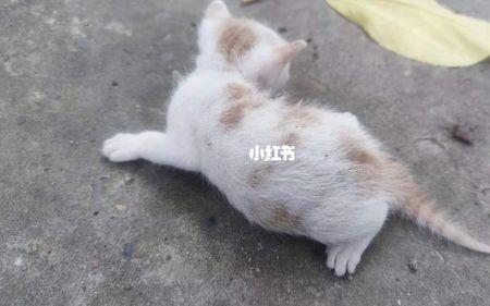 一直待在家的猫为什么会长跳蚤