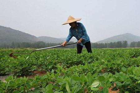 种花生顺口溜什么时候种花生